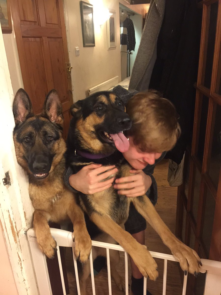 l0ll11vy's tweet photo. First tweet... Start as you mean to go on... Dogs. Lots of dogs. https://t.co/8eOapezqQT