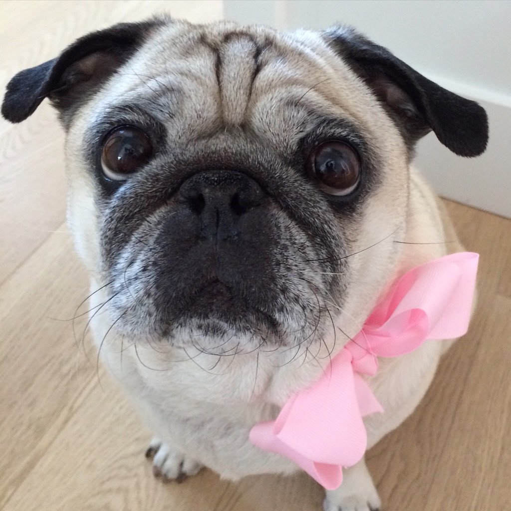PapithePug's tweet image. Bath and Bow for my gran coming to visit