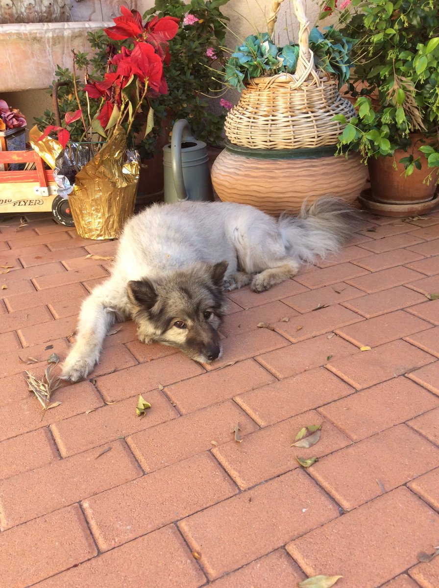 In celebration of #NationalPuppyDay, here's my dog (who looks like a puppy) trying different poses for me