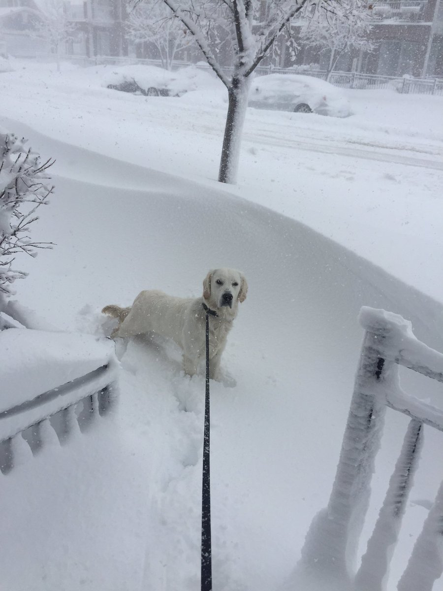 MorganneLanders's tweet photo. Not sure who loves this snow day more, me or my dog @9NEWS @KyleClark https://t.co/3mWEh9uRtN