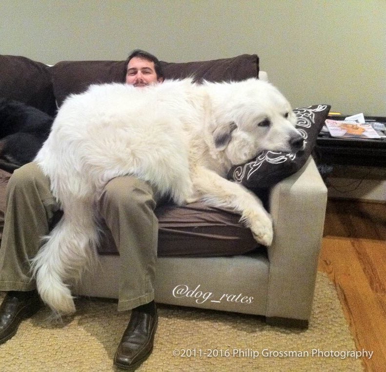 puppies that look like polar bears