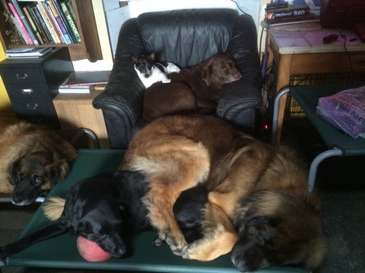 NavajoBirdsong's tweet photo. Last maudlin post! #UncleButtons-uncle to all our dogs big/small n central to our family-think he had a good life! https://t.co/IA7gqr1bfL