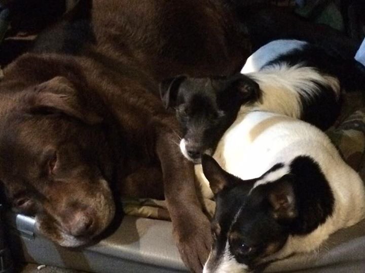 NavajoBirdsong's tweet photo. Last maudlin post! #UncleButtons-uncle to all our dogs big/small n central to our family-think he had a good life! https://t.co/IA7gqr1bfL