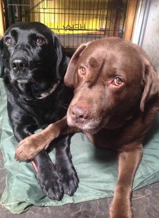 NavajoBirdsong's tweet photo. Last maudlin post! #UncleButtons-uncle to all our dogs big/small n central to our family-think he had a good life! https://t.co/IA7gqr1bfL