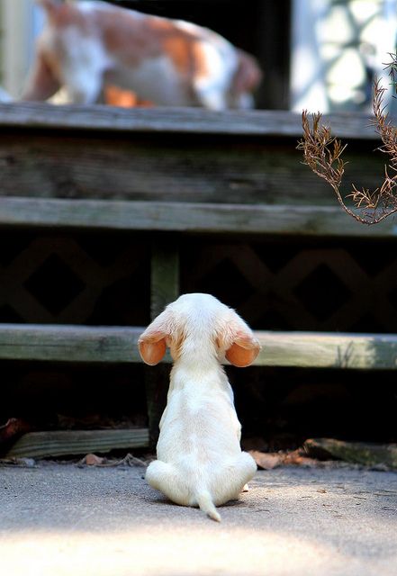 PhoenixRockGym's tweet photo. Let National Puppy Day be the inspiration you need to climb to new heights. https://t.co/68vFLj5hEF
