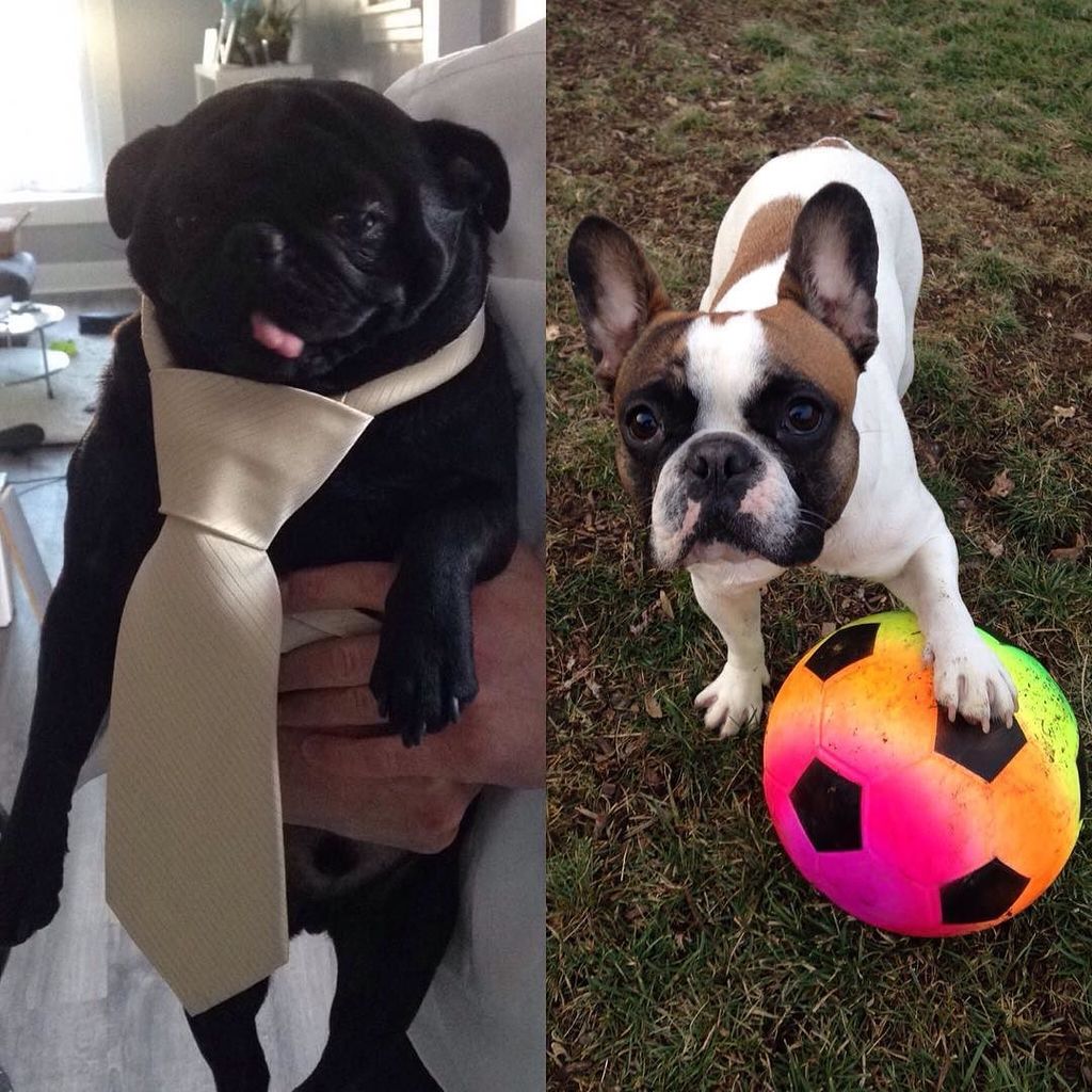 Puglee_Pug's tweet photo. #nationalpuppyday I literally couldn't love anyone more than these two. My heart❤️❤️#Buggy #bugthepug #pug #pugs #L… https://t.co/D8E69BqxdQ