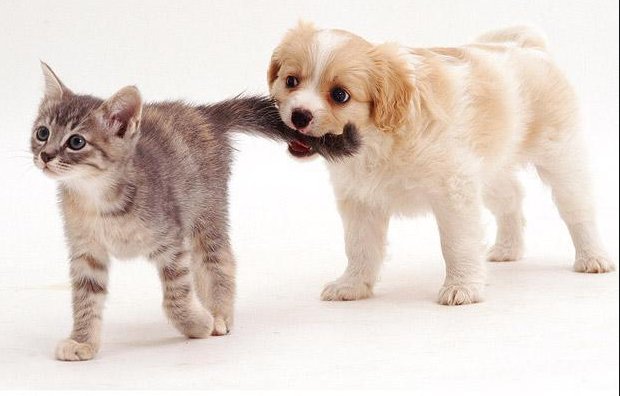 CatsAndVR's tweet photo. Its #NationalPuppyDay check out @doglandapp 4 your #dog needs. 4 #Cat &amp; #VR stuff https://t.co/osTGikIkcA #coexist https://t.co/gG4AxzYaXy