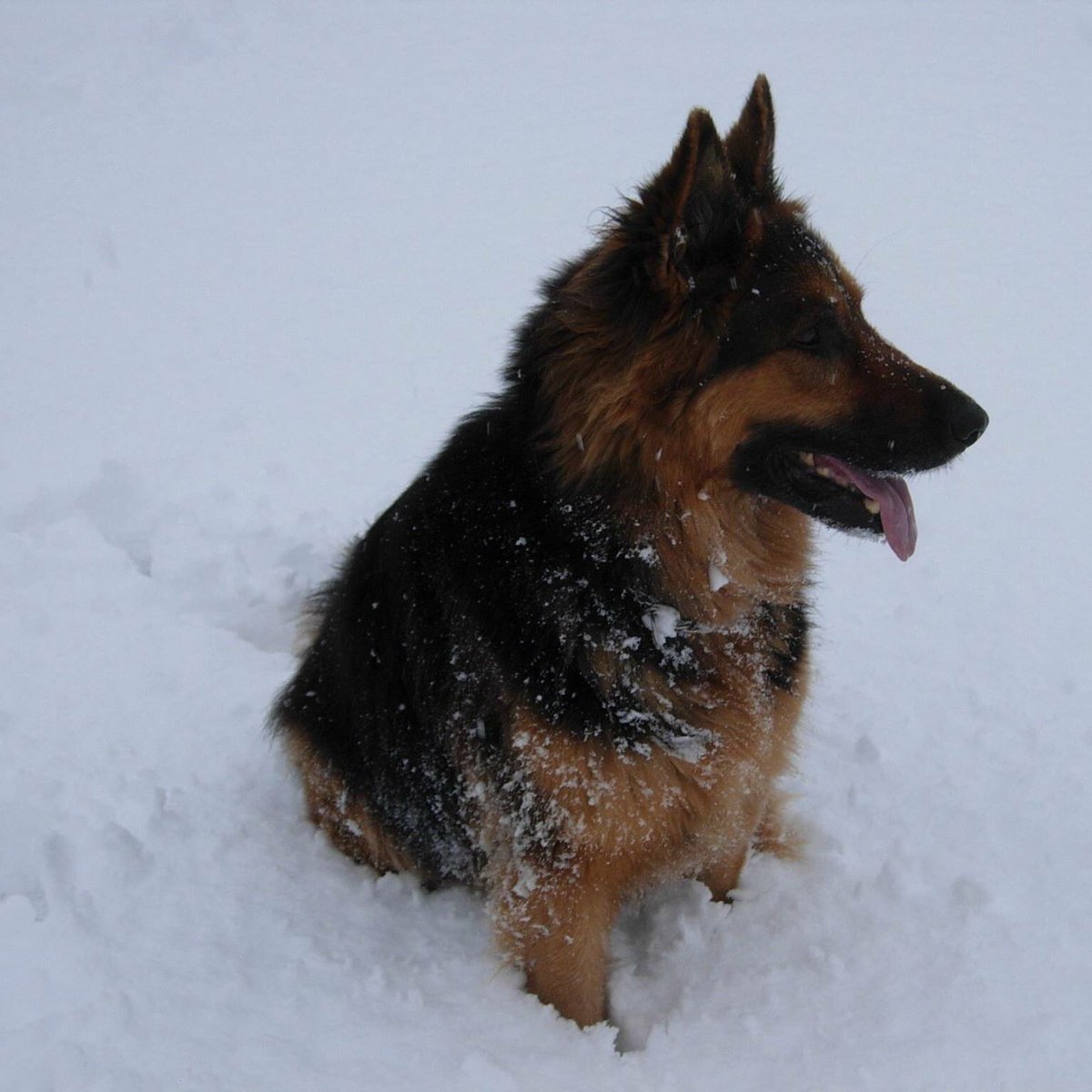 SuzyMorrow's tweet photo. Best puppy in the world. #WorldDogAwards #NationalPuppyDay https://t.co/ZBR4blXecL