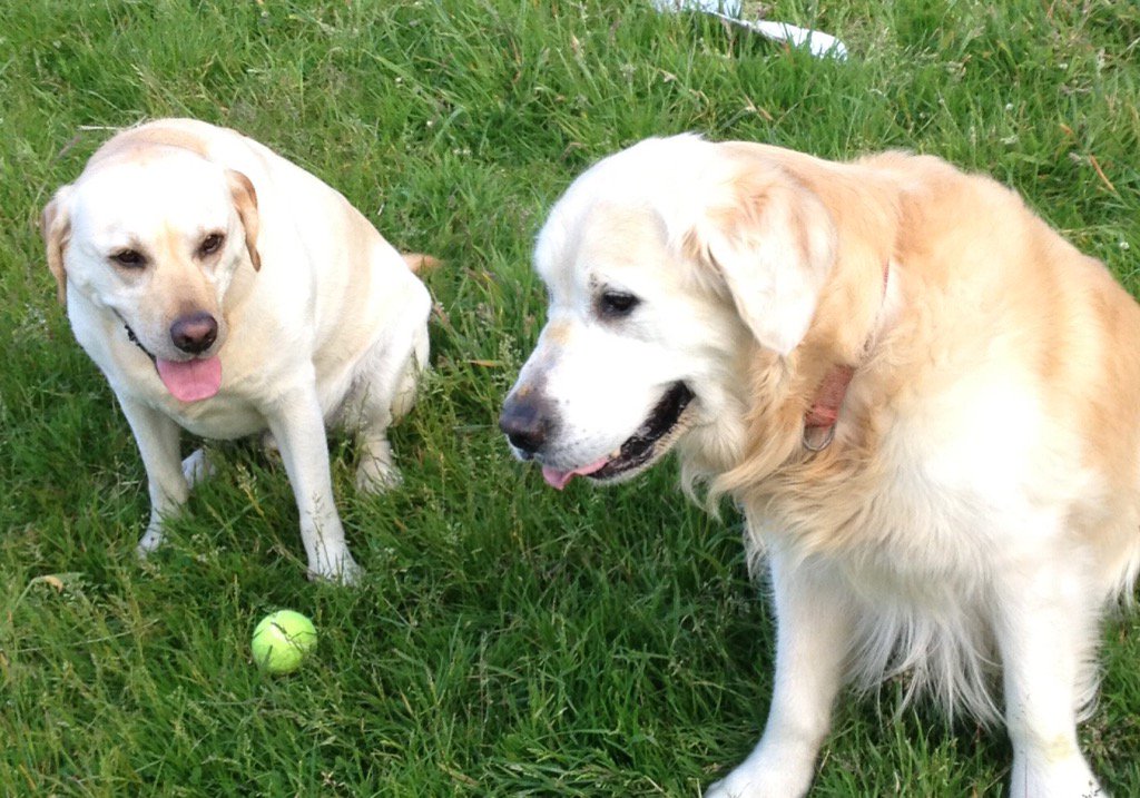 KWimbles's tweet photo. Monty I'm bored with this But Tam ur a Retriever Don't care I'm off to the Social Capital World Forum! @AssistSocCap https://t.co/BmZfuJ3UNC