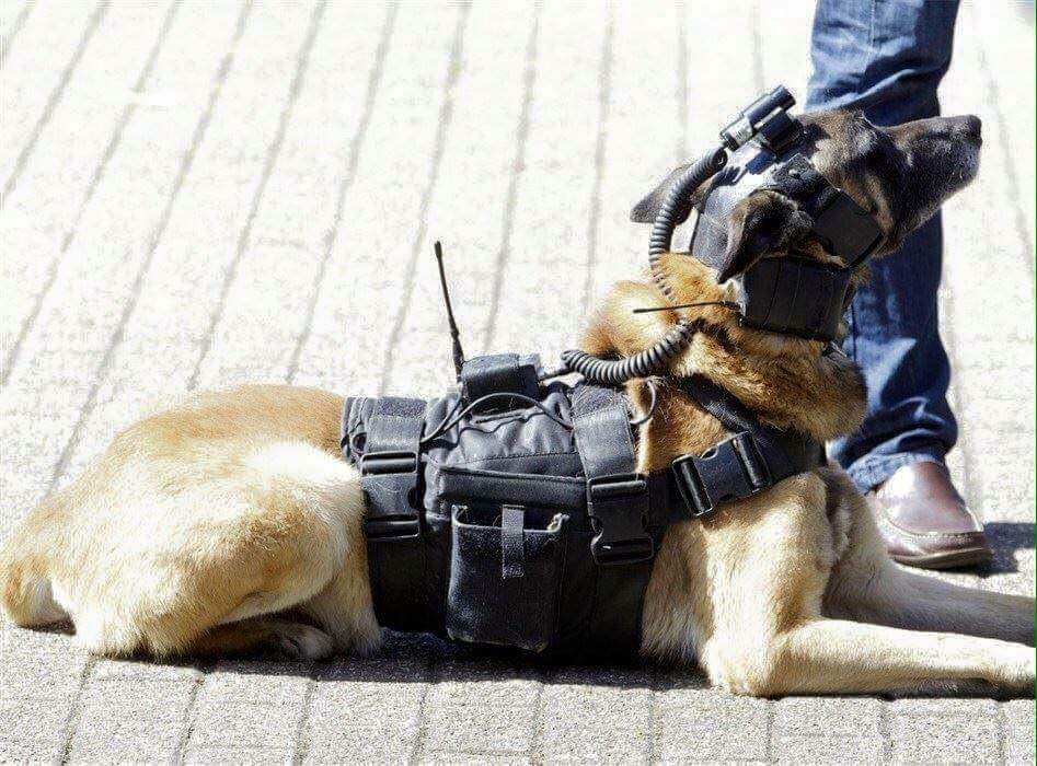 Deze hond helpt de wereld veiliger te maken, net als vele van zijn soortgenoten. #antiterrorism #prayforpeace