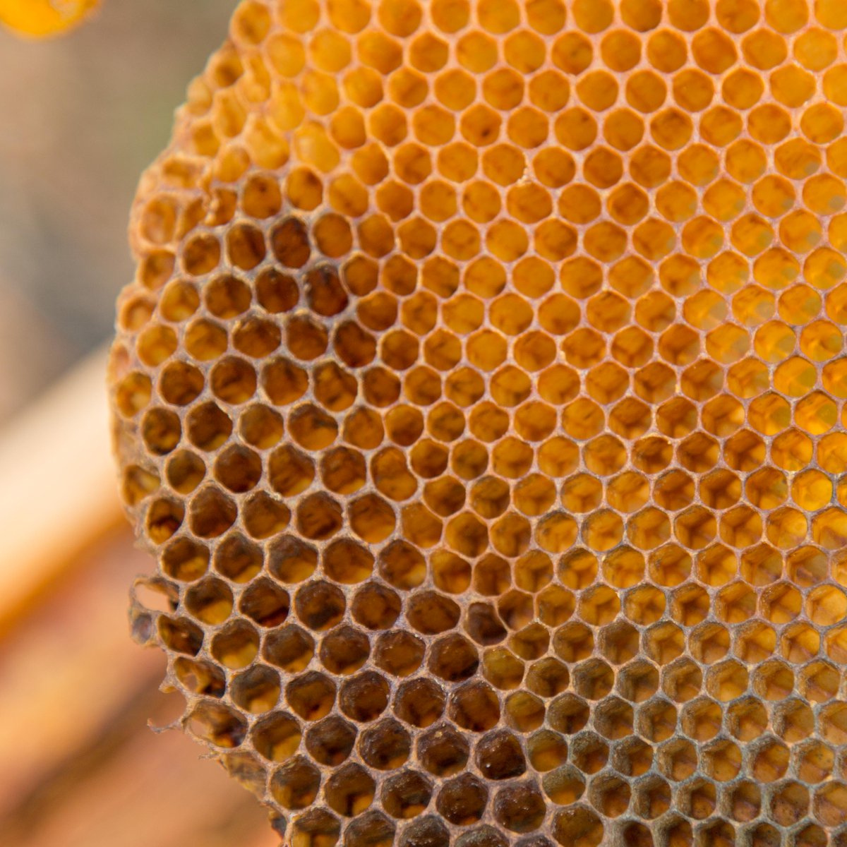 BeeThinking's tweet photo. Can you see the drone comb? #beekeeping #foundationless https://t.co/jDONDDLcjF