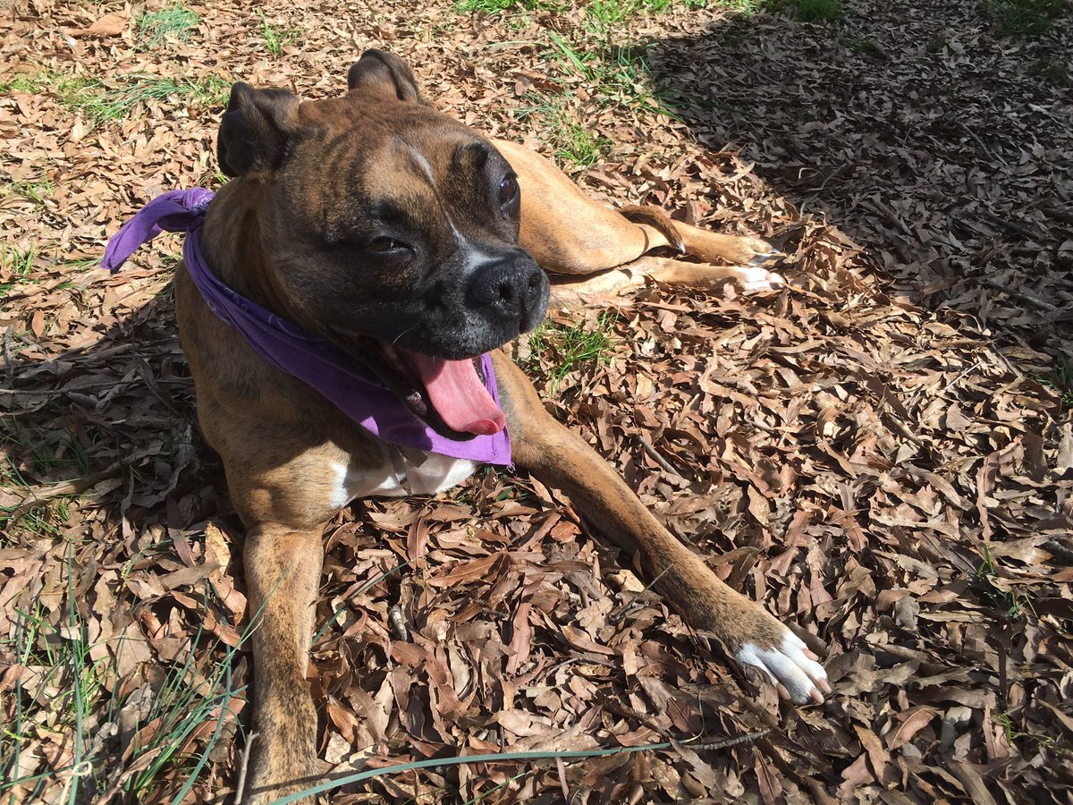 ChrisKfish's tweet photo. Happy #NationalPuppyDay #brindle #brindlebutt #boxerdog https://t.co/rCPFsSCChq