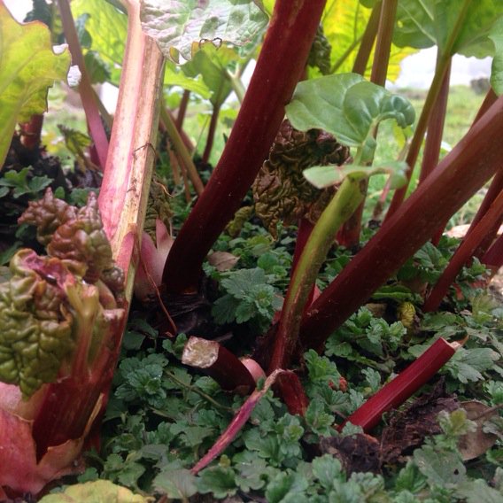 Rhubarb world unfurling
