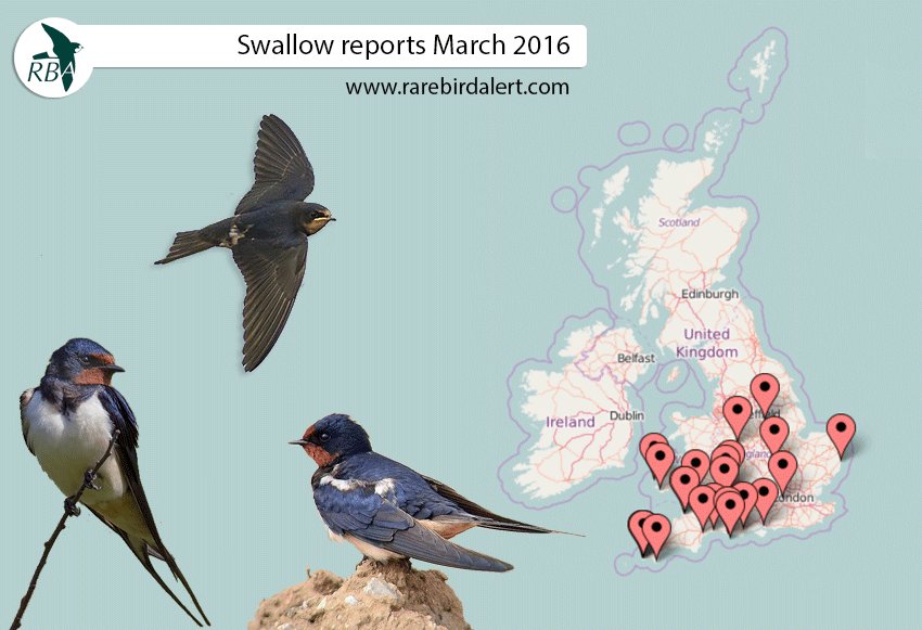 RareBirdAlertUK's tweet photo. One Swallow might not make a summer, but lots do!
Make sure you log your sightings on @BirdTrack #CitizenScience https://t.co/gfWczvwW89