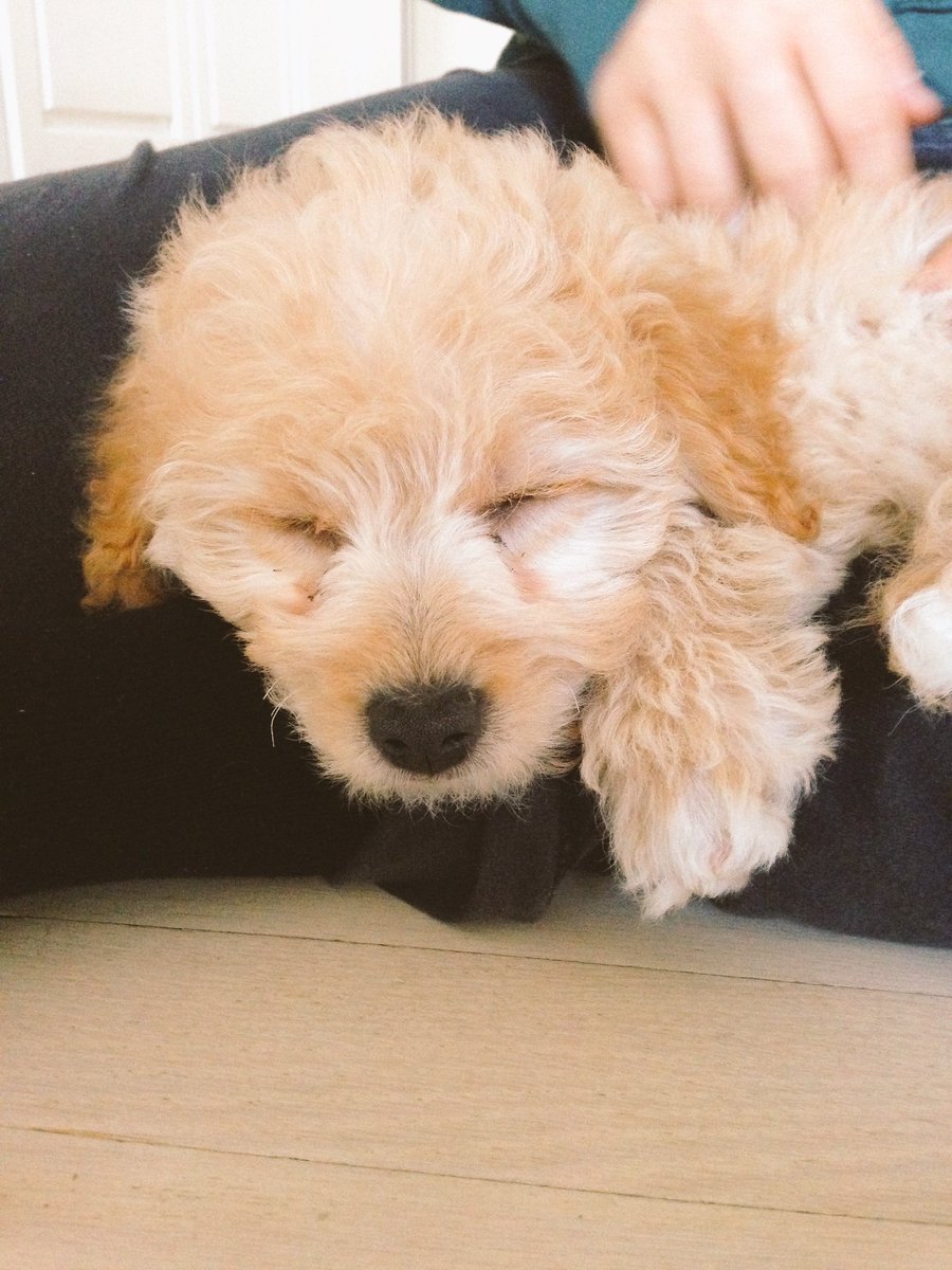 RileyAvil's tweet photo. Happy national me day!!! Here's an angelic throwback to celebrate #NationalPuppyDay https://t.co/KEPFdyOsuD