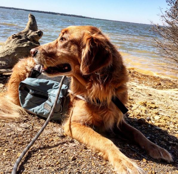 Native_Wear's tweet image. #NationalPuppyDay Charlie! - @Native_Wear 's security detail. #champ #charlie #goldenretreiver