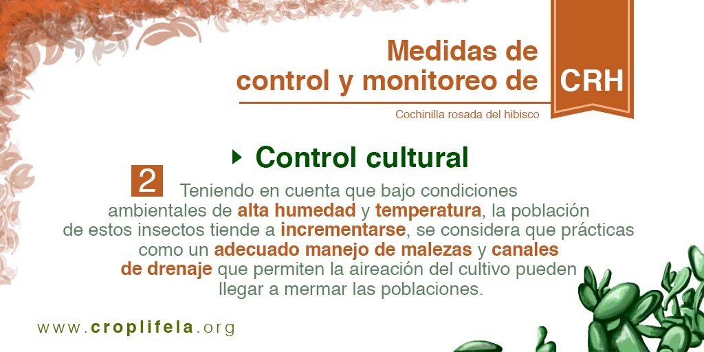 CropLife_La's tweet photo. Hoy compartimos con ustedes el #ControlCultural de la Cochinilla Rosada del Hibisco CHR. https://t.co/HvxKx0FzCq https://t.co/U79GIzjtFb