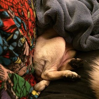 Joy_PhotoCam's tweet photo. #stanny #pugfeet #pug #alwaysunder #loveshisblankies #pugsofinstagram #dogsofinstagram https://t.co/g6ZP7Lx49W https://t.co/bOBnDxPblD