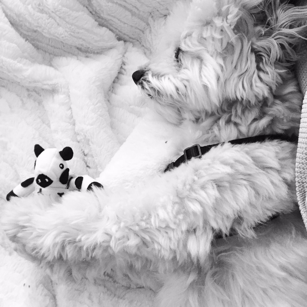 sadiehawkins90's tweet photo. #NationalPuppyDay #RileyBoy #eatmorchikin https://t.co/qe3JTr3Kkp