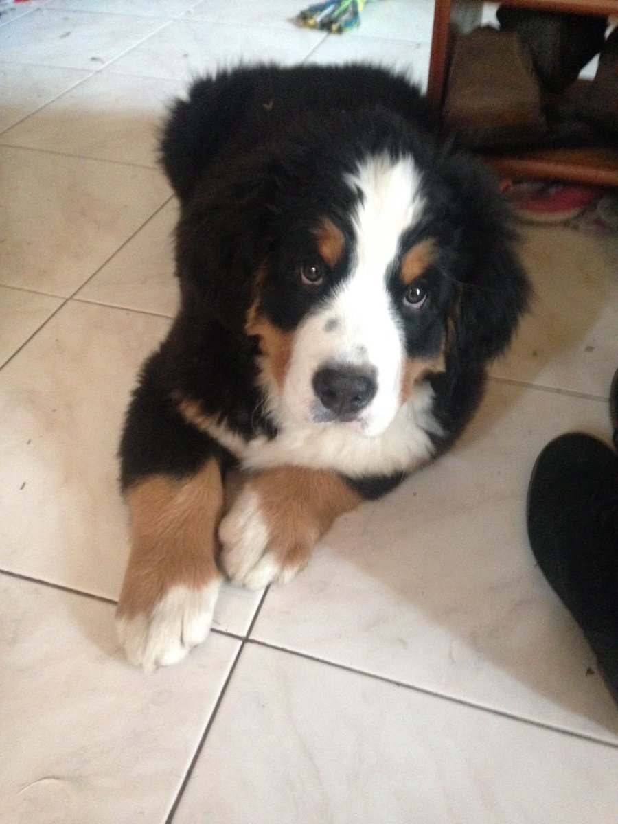 DarklingAlex's tweet photo. Magnus is getting bigger!  #nationalpuppyday https://t.co/yu4IFcXz4w