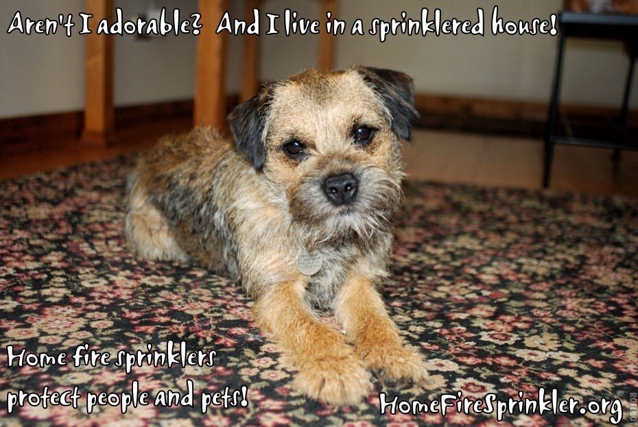 HFSCorg's tweet photo. Home fire sprinklers protect people and our pets. #NationalPuppyDay https://t.co/kcsC0mx3FR
