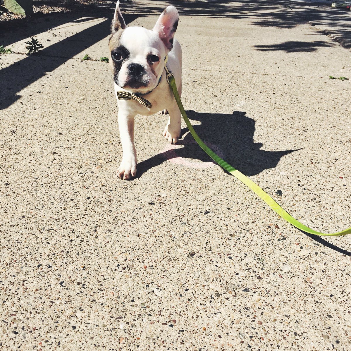 FonzyFrenchie's tweet photo. Thinking about the days I was just a young pup roaming the streets of #minneapolis. #NationalPuppyDay #frenchbulldog https://t.co/qDJWpwc6r8