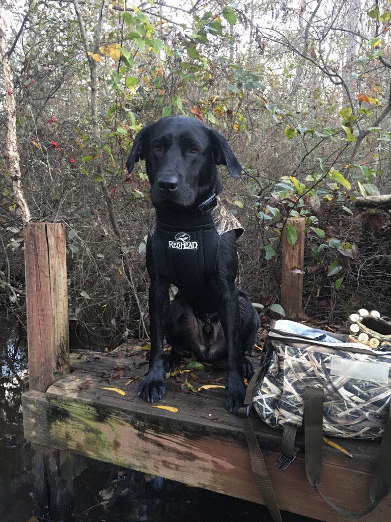 trhett56's tweet photo. Shout out to my favorite Pup and duck retriever #duckmachine #NationalPuppyDay he's still a pup to me https://t.co/fR4cnvLfhF