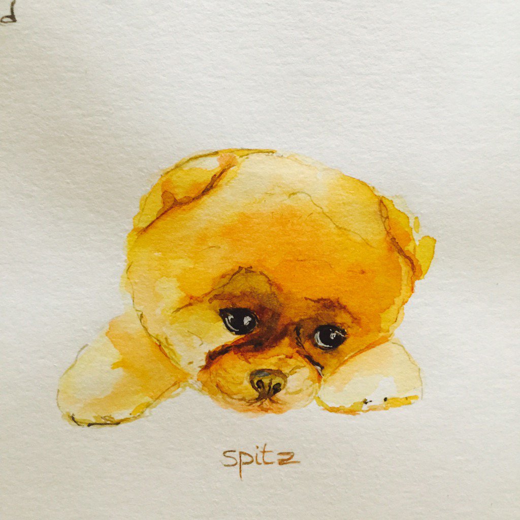 StaceyTkachenko's tweet photo. Hail to cuties 😇 #spitz #шпиц #puppy #puppysday #internationalpuppyday #ana.pierce https://t.co/vp3EpAayHk