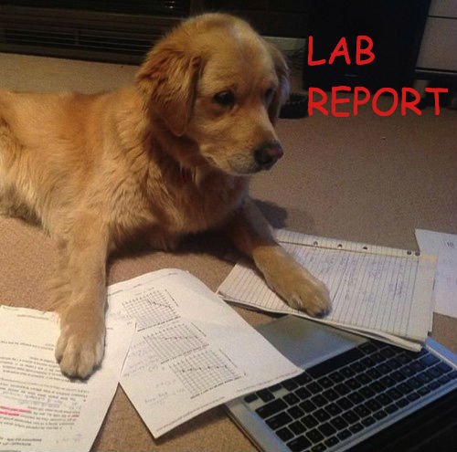 STEMinismIWSF's tweet photo. Happy #NationalPuppyDay! https://t.co/GgfYTT6gXg