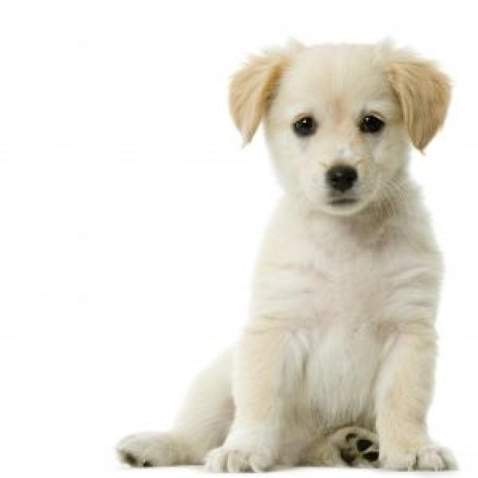 honorUStroops's tweet photo. #NationalPuppyDay brings TOO MUCH CUTE. https://t.co/bbSuJ5F62Y