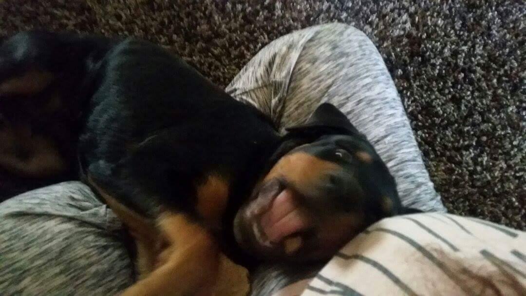 mateo_tina's tweet photo. He is such a ham https://t.co/tmZ6HhNblb