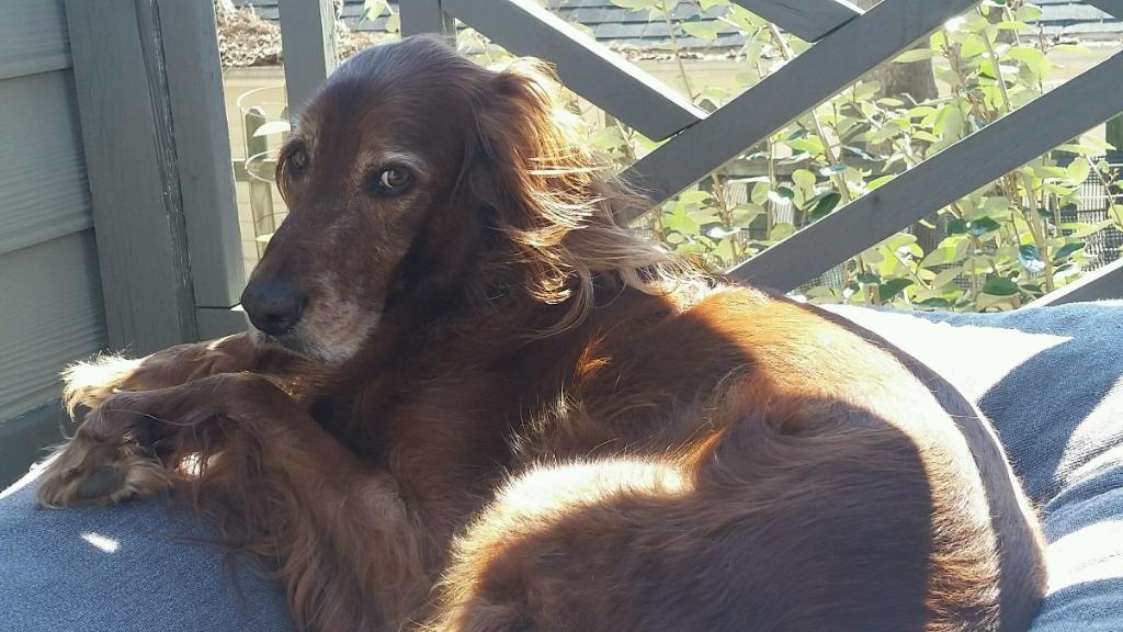 _DataDirect's tweet photo. Bennigan prefers to do his data shopping outside. #DogsThatDigData #PuppyDay @hockeydad96 https://t.co/8yZTyhCmUU