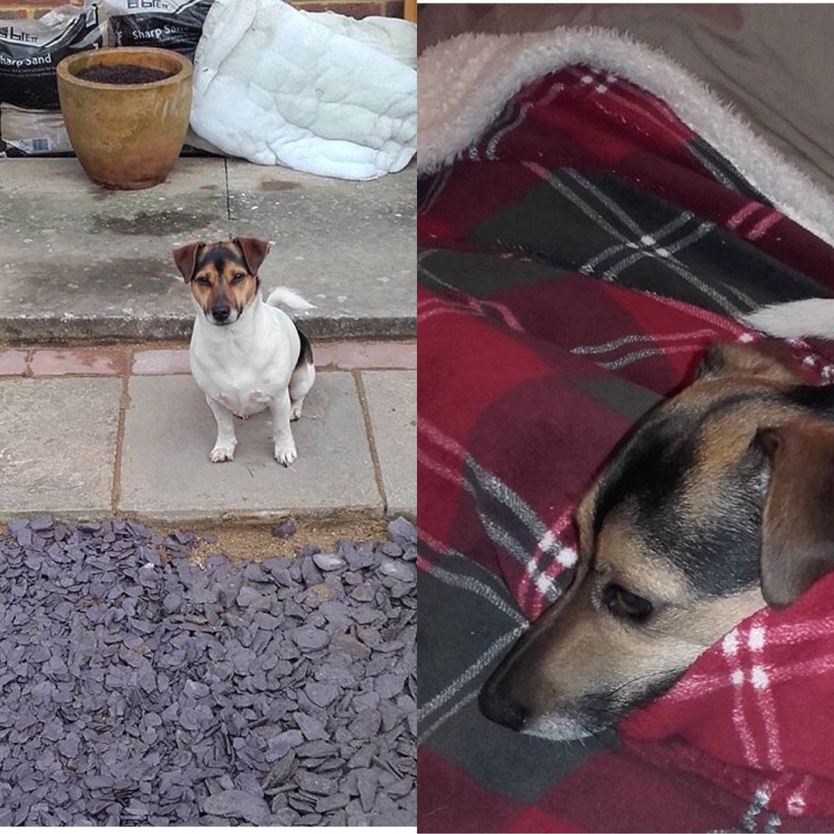 skayrobichaud's tweet photo. My little boy - can't wait to see him soon 😍 #mysuperpet #supervet #dog #ollie #lovehim https://t.co/TO3Jz7Dk2c