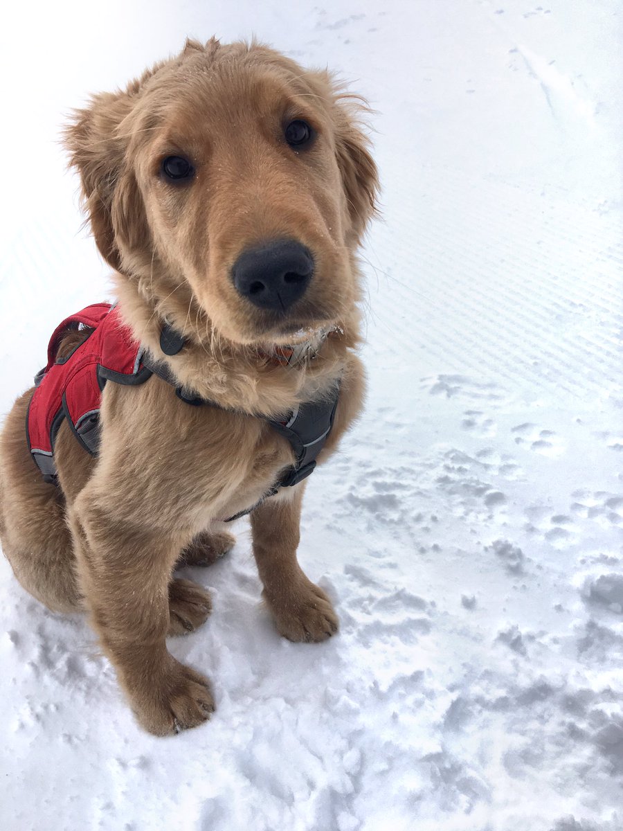 "Thanks for all the love on #NationalPuppyDay!" - Peak, #AvyPuppy 🐾