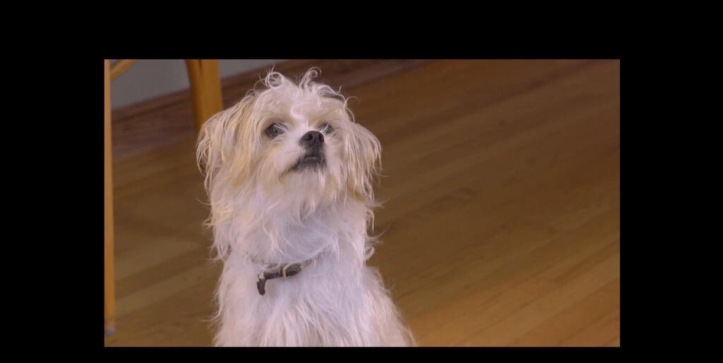 BootThePigeon's tweet photo. Happy #NationalPuppyDay 
Snap a pic of your top dog &amp; tweet us for a RT! https://t.co/yt8UUUJupf