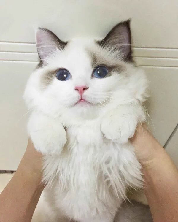Милые котики вк