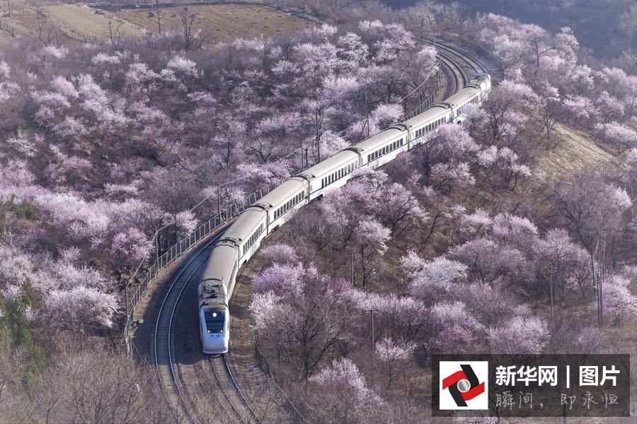 XHNews's tweet photo. A feast for eyes? Get on train to embrace peach blossom at Juyongguan -- mountain pass of the Great Wall in Beijing https://t.co/CYAvVgoCkb