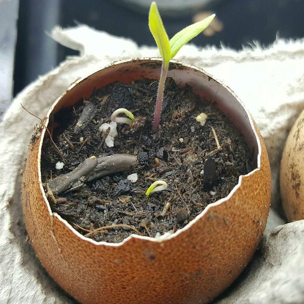 Spring is here, time to get planting!
📷:@fresheggsdaily ift.tt/1XOHYgc