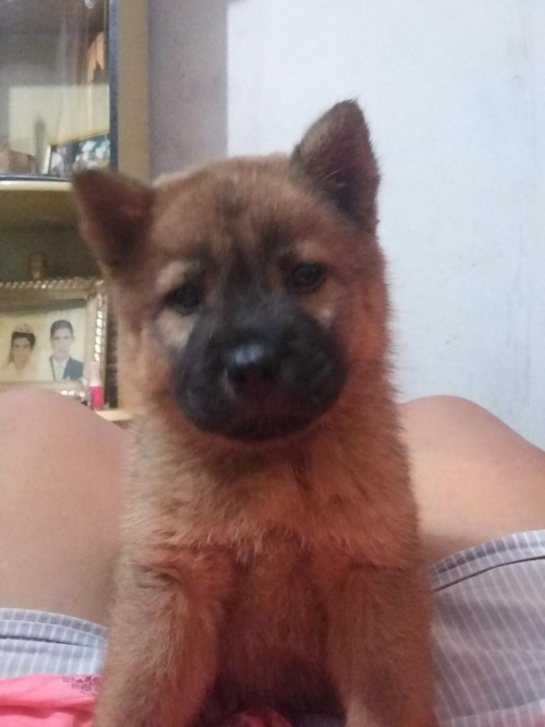 AlineePachecoo's tweet image. Nova Integrante da família &quot;Mel&quot; 🐶
#LoveChowChow😍😍
