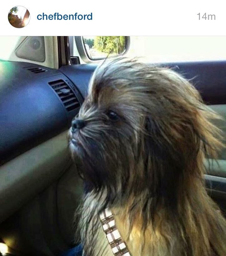 hashtagstarwars's tweet photo. New #StarWars Instagram by @kylorenxx // #repost from #chefbenford guys what breed is this GUYS
-
#chewbacca #hanso… https://t.co/SqEFQREjuj