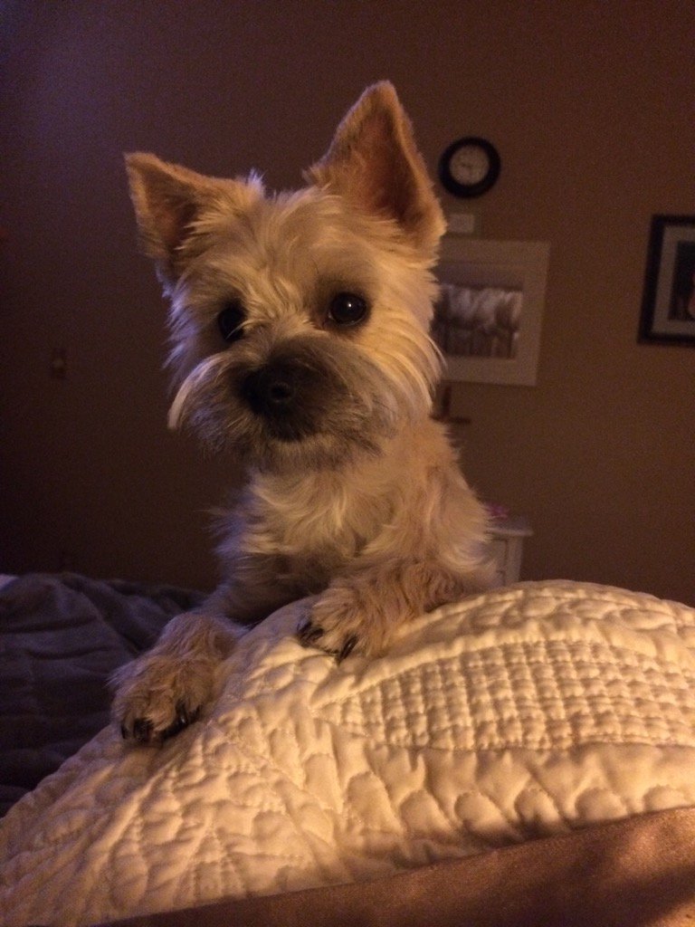 djschleper's tweet photo. Happy Nat'l Pup Day! https://t.co/zlBZMNfTN3