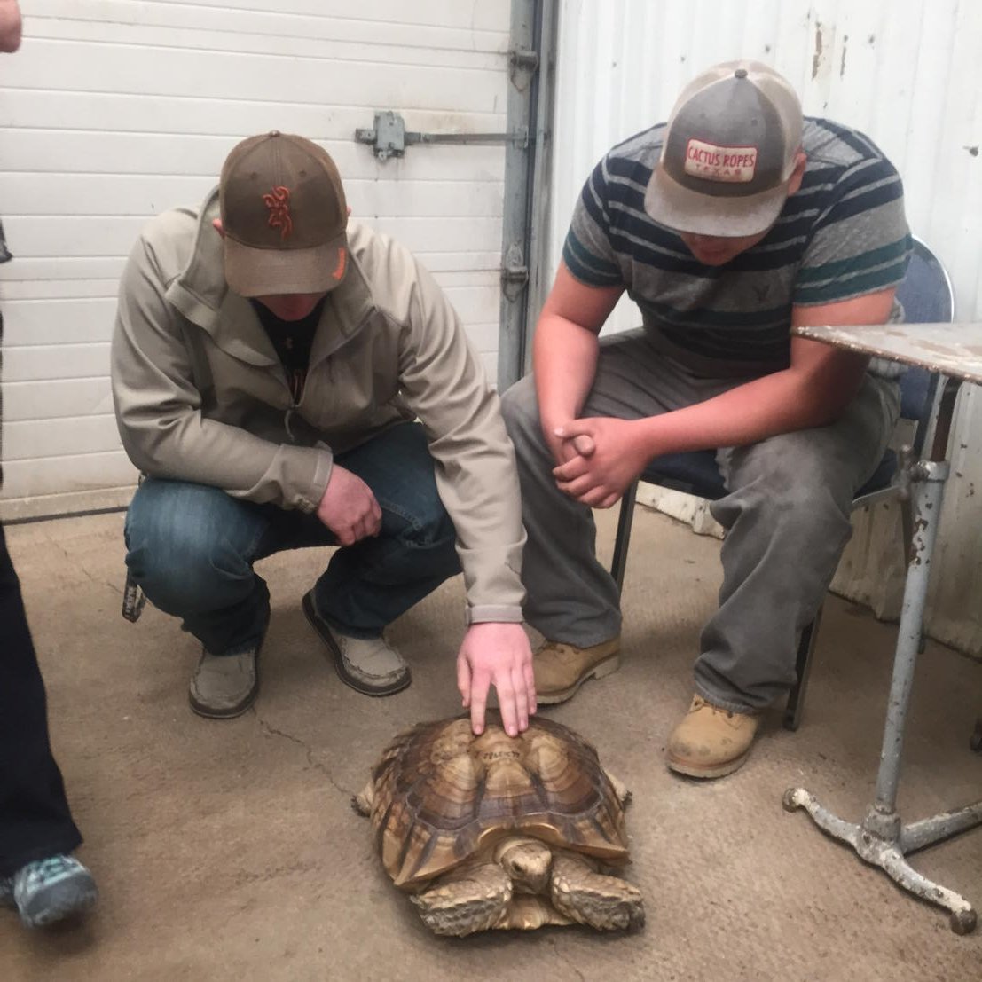 kamywhatley's tweet photo. Learned about the inner workings of a vet clinic today and this cool African Barbed Tortoise! #GroomTigerPride https://t.co/HeQM6apaXQ