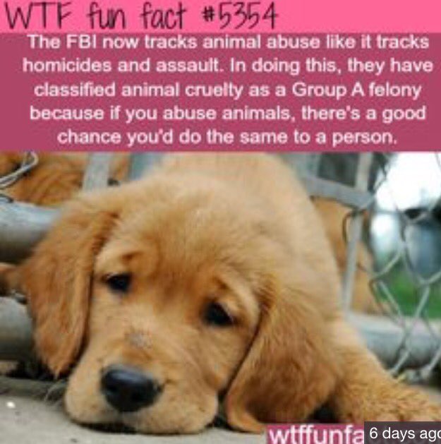 RFFDaily's tweet image. #NationalPuppyDay How could people be so cruel 😢