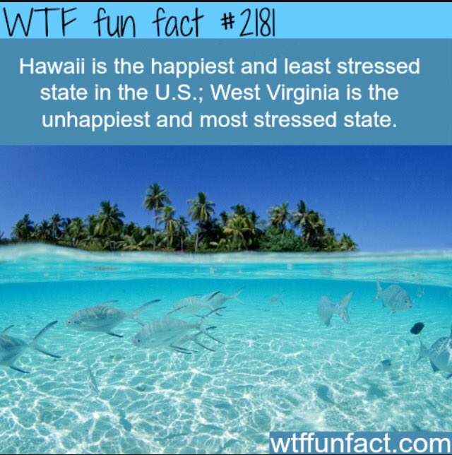 RFFDaily's tweet image. I wish I was in Hawaii 💙🐬