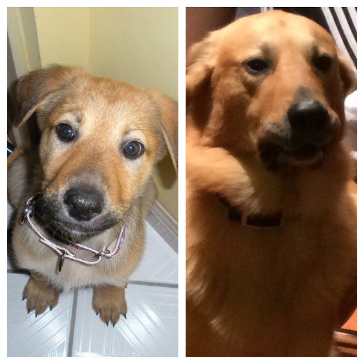 HannahSchrader7's tweet photo. Well at least he used to be cute 😂 #NationalPuppyDay https://t.co/ryDmmYbc1p