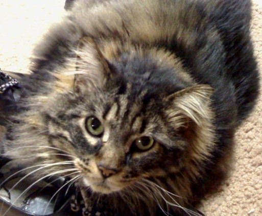 AlineOuz's tweet photo. Did you know: A cat’s nose pad is ridged with a unique pattern, just like the fingerprint of a human #FunFacts #cats https://t.co/dxW3eXuS9I