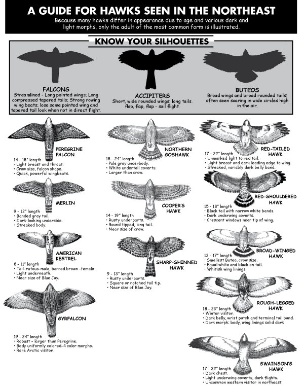 Raptor Bird Size Chart