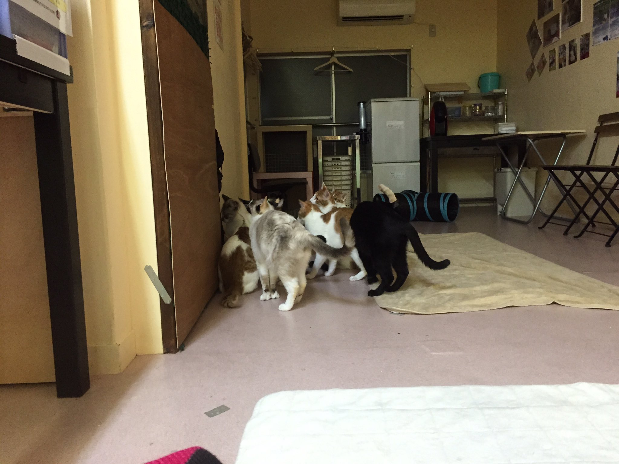 ねこのひみつ基地 新小岩 猫カフェ ねこのひみつ基地 あ 誰か来た お出迎えだぁ T Co P9peiky4br Twitter