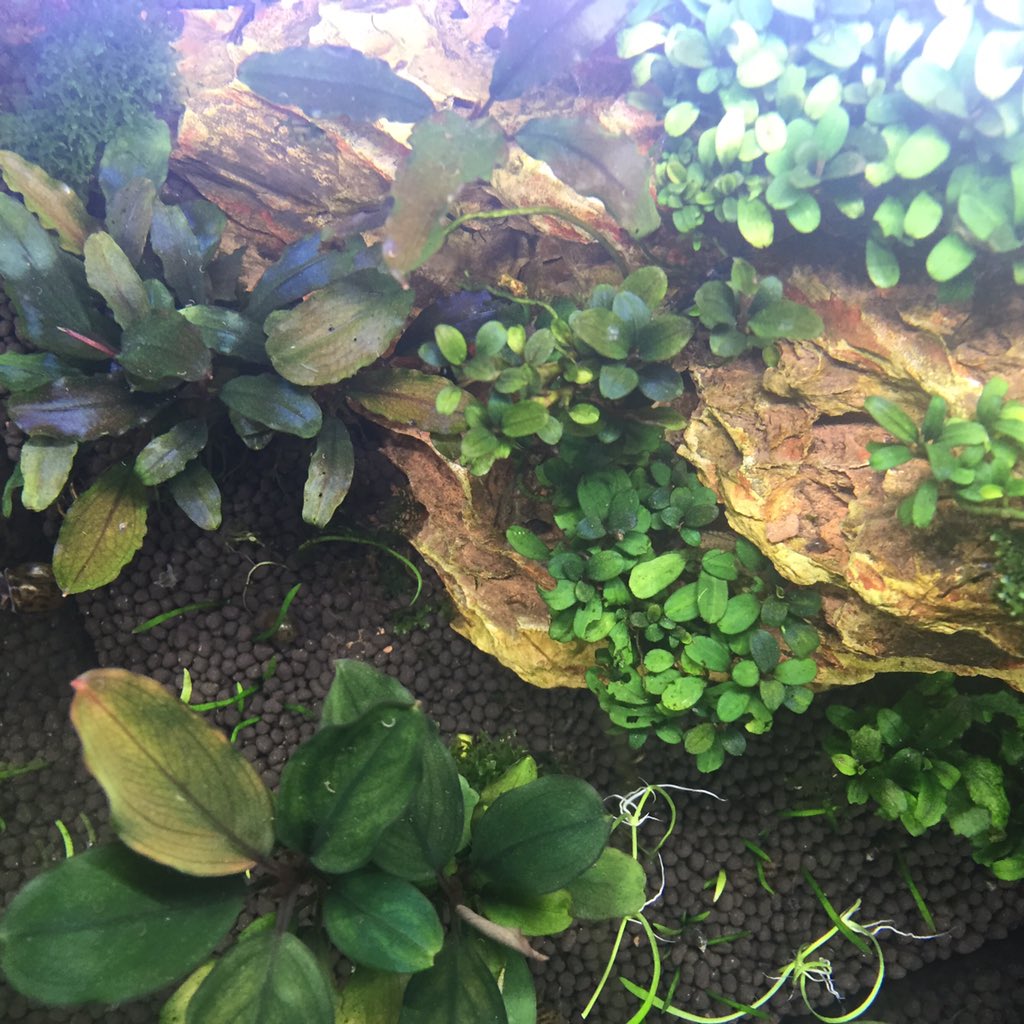 steppingonants's tweet photo. More Bucephalandra tank update #tinytankchallenge https://t.co/b98Tu5PuEb