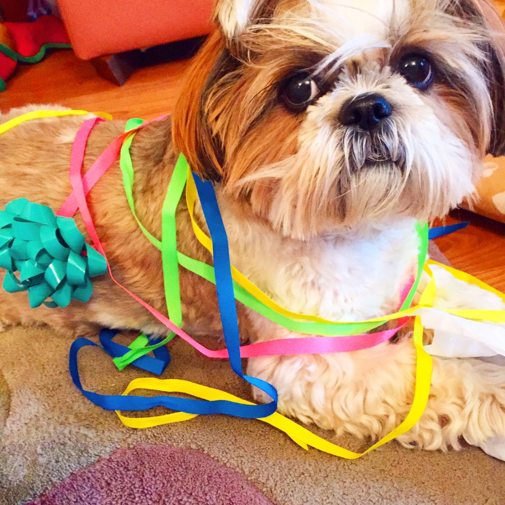 MarisaGeorgas's tweet photo. Puppy love 💗💜❤️💛💚💙 #NationalPuppyDay https://t.co/di58YDYAlO